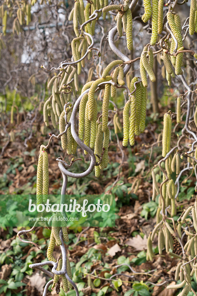 608007 - Harry Lauder's walking stick (Corylus avellana 'Contorta')