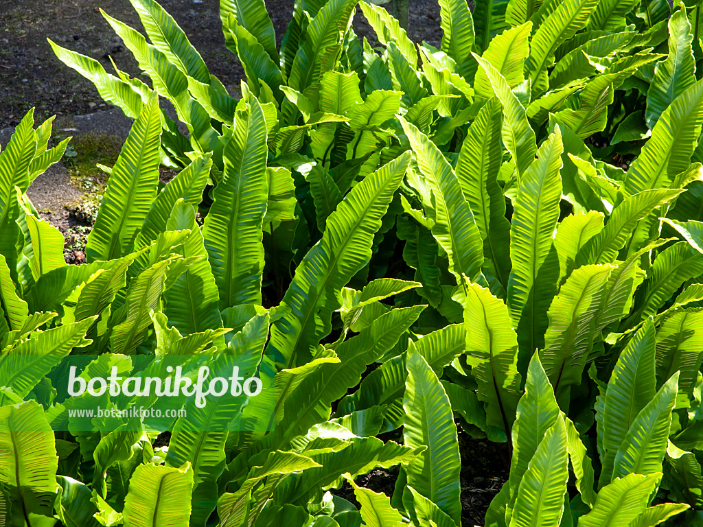 461113 - Hart's tongue fern (Asplenium scolopendrium syn. Phyllitis scolopendrium)