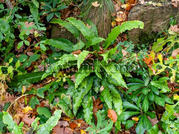 465250 - Hart's tongue fern (Asplenium scolopendrium syn. Phyllitis scolopendrium)