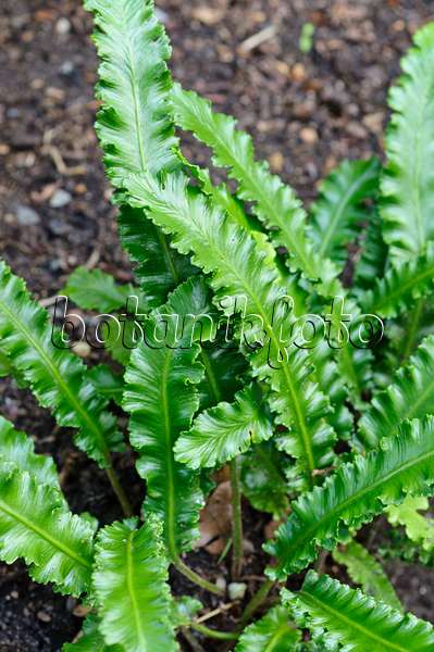 473002 - Hart's tongue fern (Asplenium scolopendrium 'Angustifolium' syn. Phyllitis scolopendrium 'Angustifolium')