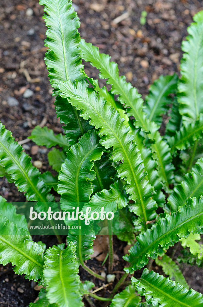 473002 - Hart's tongue fern (Asplenium scolopendrium 'Angustifolium' syn. Phyllitis scolopendrium 'Angustifolium')