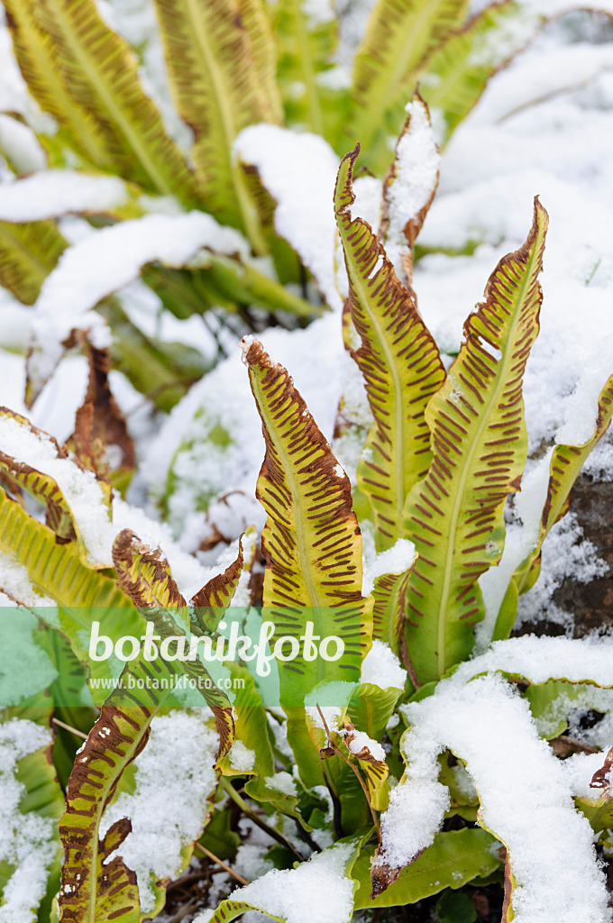 479018 - Hart's tongue fern (Asplenium scolopendrium syn. Phyllitis scolopendrium)