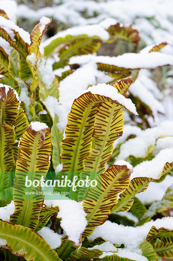 479019 - Hart's tongue fern (Asplenium scolopendrium syn. Phyllitis scolopendrium)