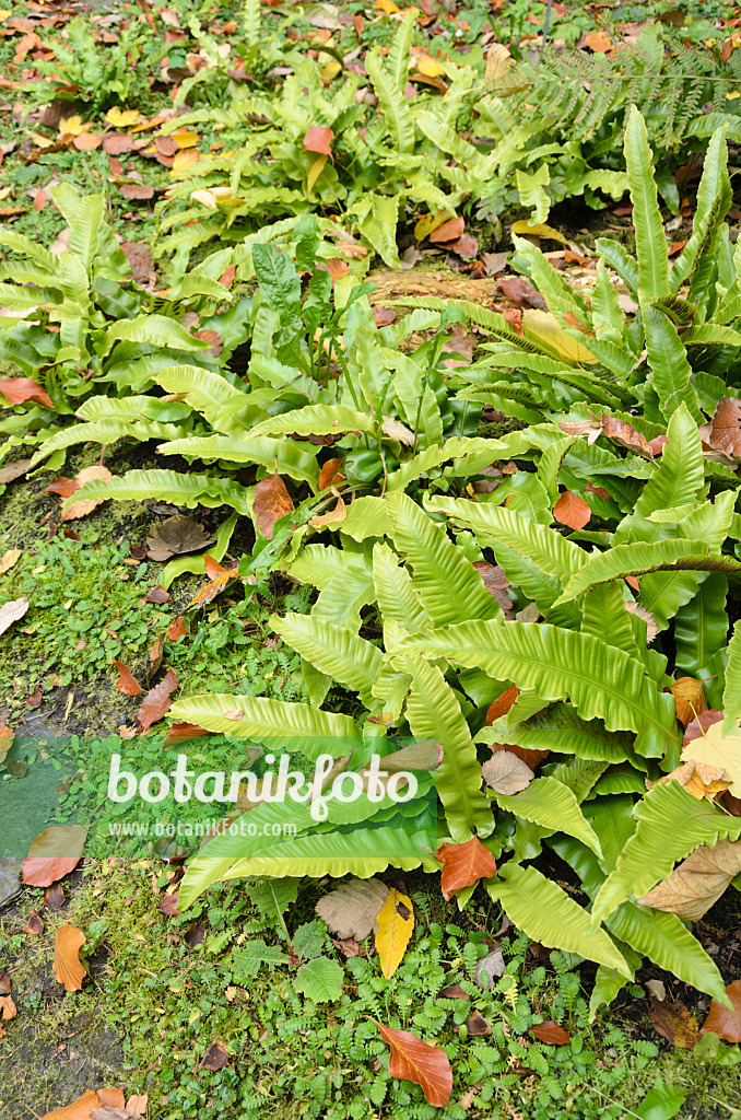 525212 - Hart's tongue fern (Asplenium scolopendrium syn. Phyllitis scolopendrium)