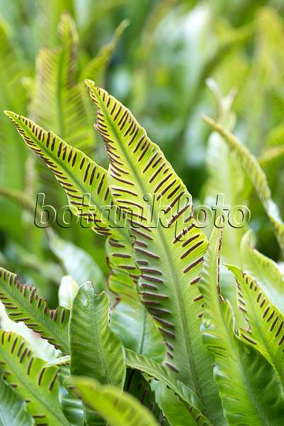 651087 - Hart's tongue fern (Asplenium scolopendrium syn. Phyllitis scolopendrium)