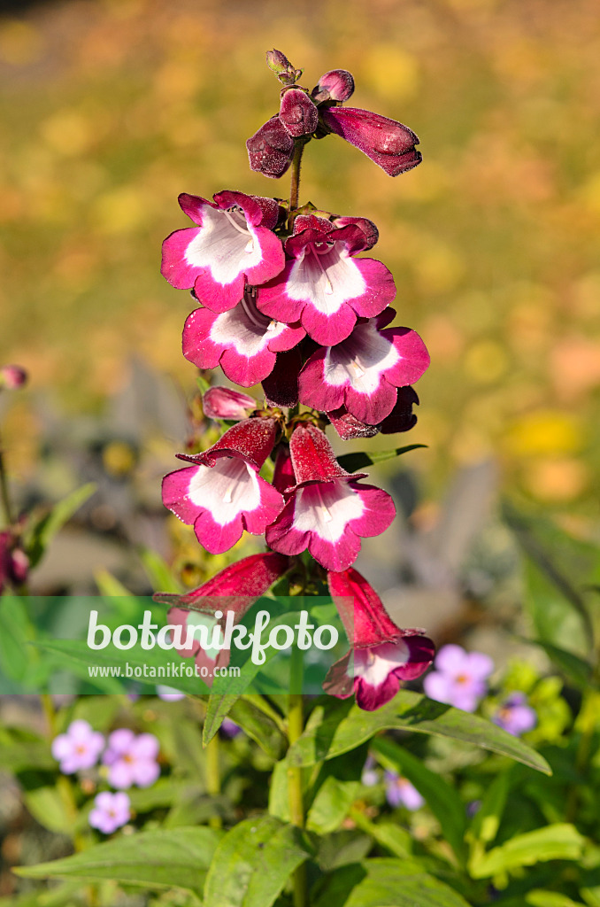 525150 - Hartweg's beard tongue (Penstemon hartwegii 'Phoenix Violet')