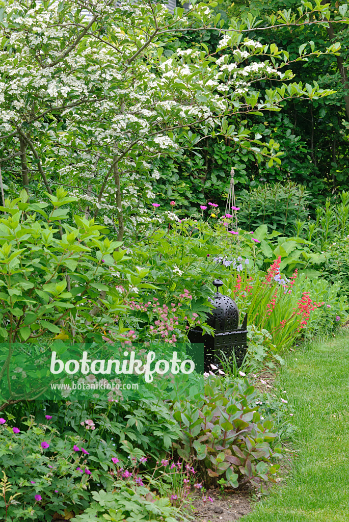 518023 - Hawthorn (Crataegus x prunifolia syn. Crataegus x persimilis) and great masterwort (Astrantia major) with decoration