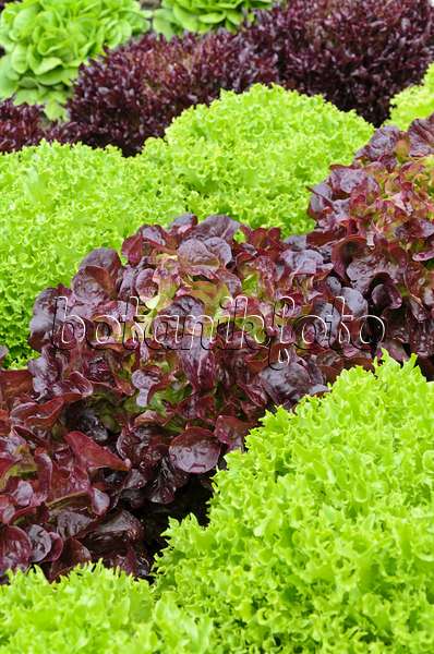 497017 - Head lettuce (Lactuca sativa var. capitata)
