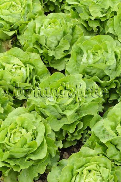 497074 - Head lettuce (Lactuca sativa var. capitata 'Gisela')