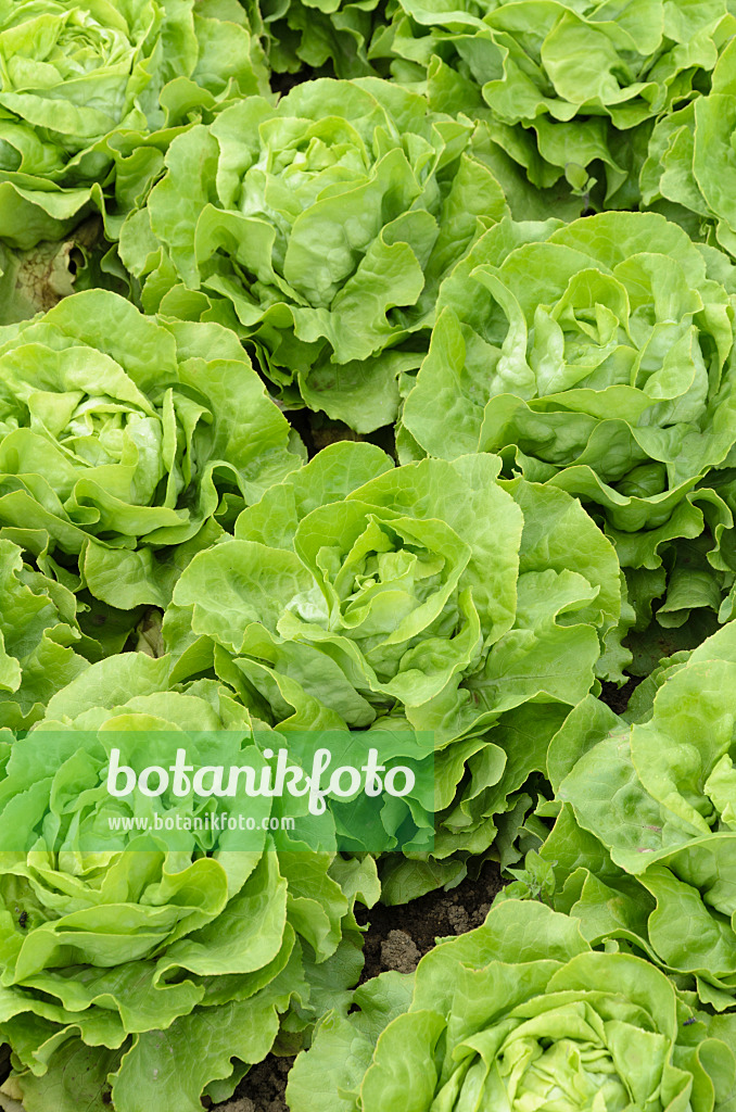 497074 - Head lettuce (Lactuca sativa var. capitata 'Gisela')