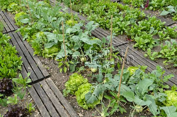 496390 - Head lettuce (Lactuca sativa var. capitata) and kohlrabi (Brassica oleracea var. gongyloides)