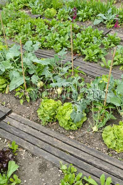 496391 - Head lettuce (Lactuca sativa var. capitata) and kohlrabi (Brassica oleracea var. gongyloides)