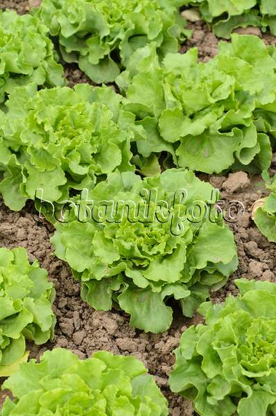 497075 - Head lettuce (Lactuca sativa var. capitata 'Torpedo')