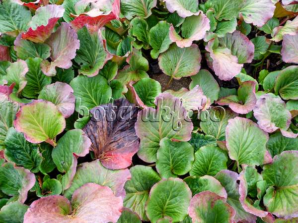 465253 - Heart leaf bergenia (Bergenia cordifolia)