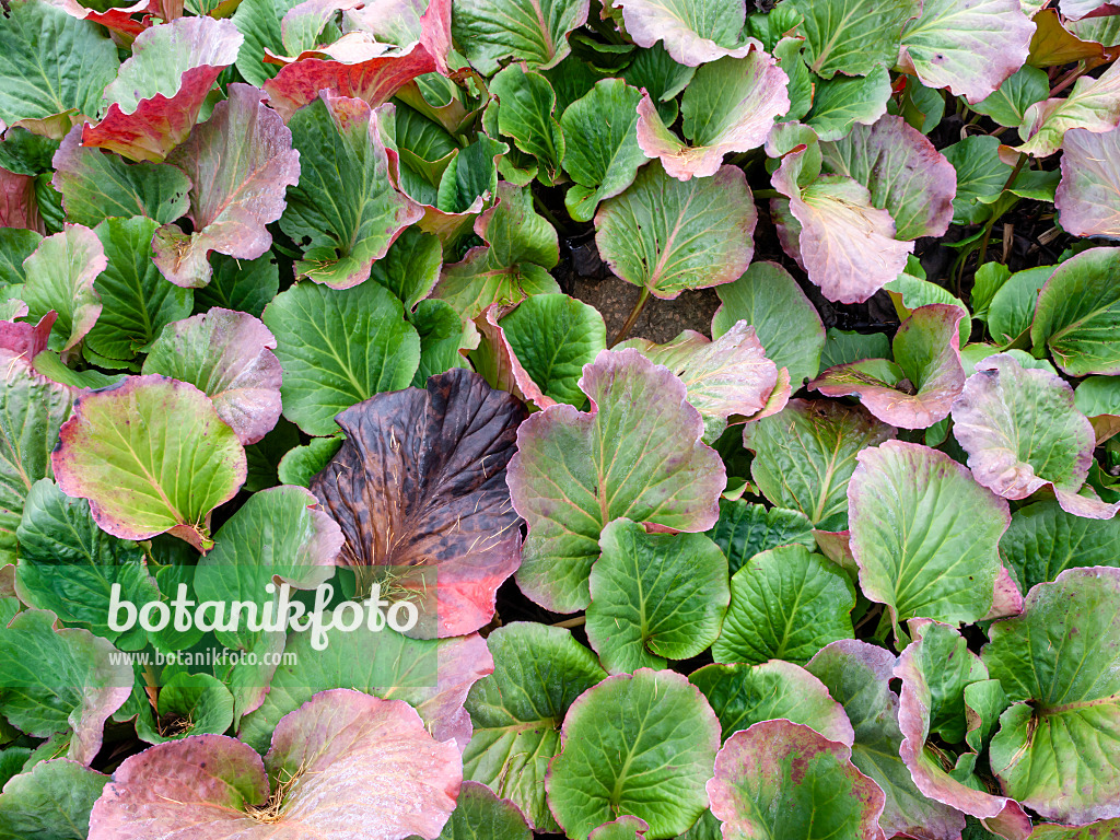 465253 - Heart leaf bergenia (Bergenia cordifolia)