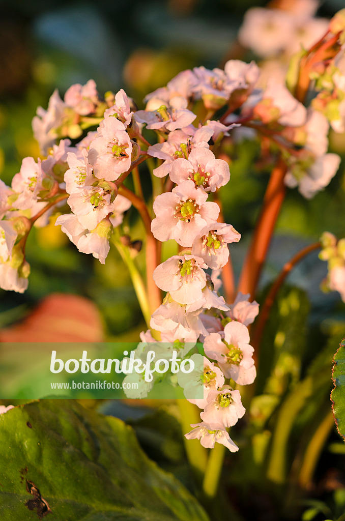 531011 - Heart leaf bergenia (Bergenia cordifolia 'Nebellicht')