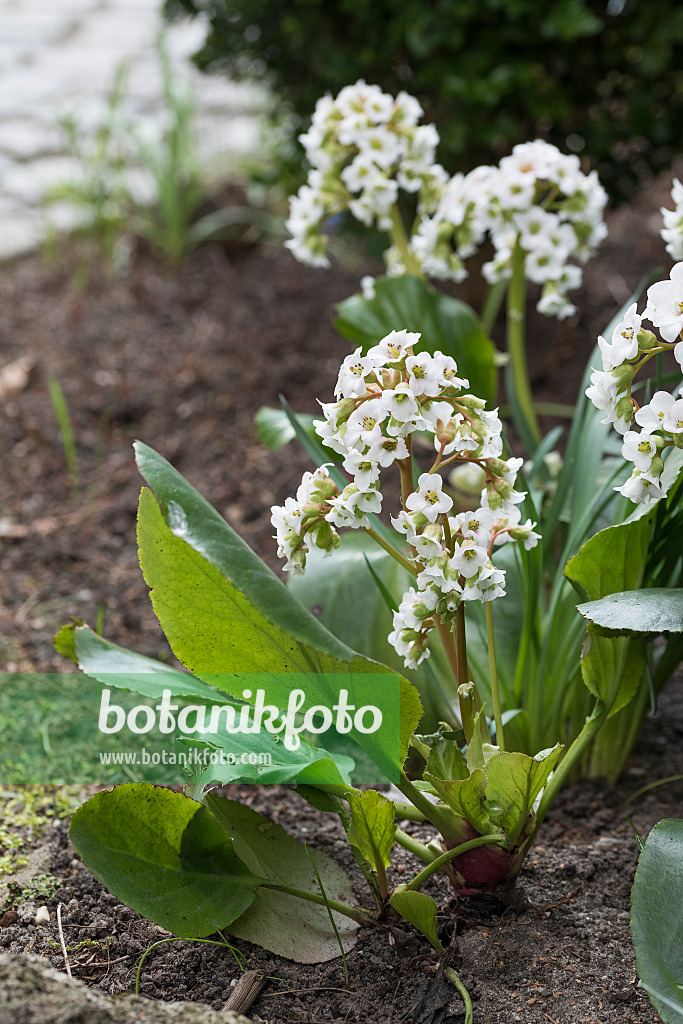 616365 - Heart leaf bergenia (Bergenia cordifolia 'Silberlicht')