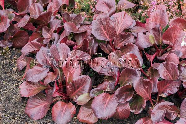 638038 - Heart leaf bergenia (Bergenia cordifolia 'Bressingham Ruby')