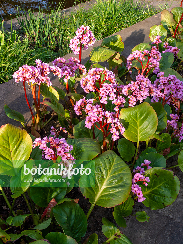 459068 - Heart leaf bergenia (Bergenia cordifolia 'Rosette')