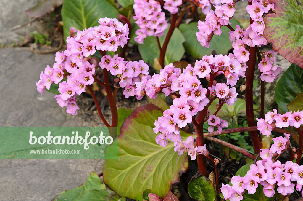 495174 - Heart leaf bergenia (Bergenia cordifolia 'Rosette')