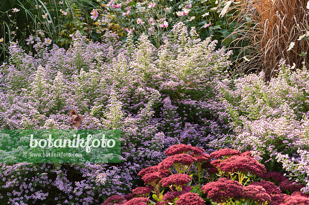 489093 - Heath aster (Aster ericoides 'Lovely' syn. Aster vimineus 'Lovely') and orpine (Sedum telephium 'Herbstfreude' syn. Hylotelephium telephium 'Herbstfreude')