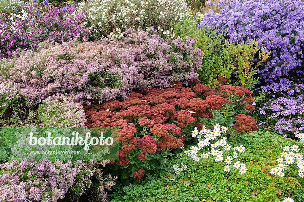 477104 - Heath aster (Aster ericoides), orpine (Sedum telephium syn. Hylotelephium telephium) and Michaelmas daisy (Aster novi-belgii 'Dauerblau')