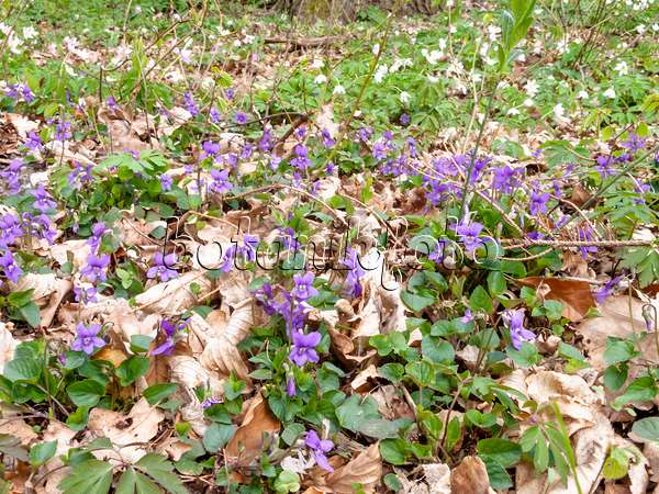 509207 - Heath dog violet (Viola canina)