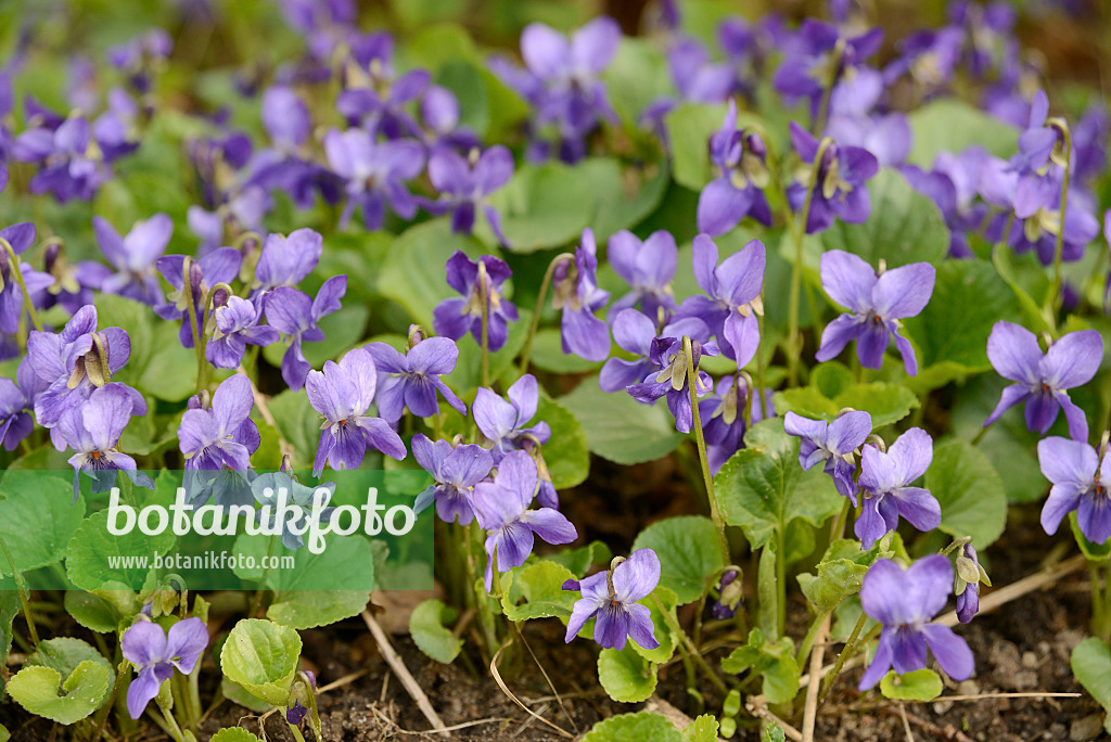 554032 - Heath dog violet (Viola canina)