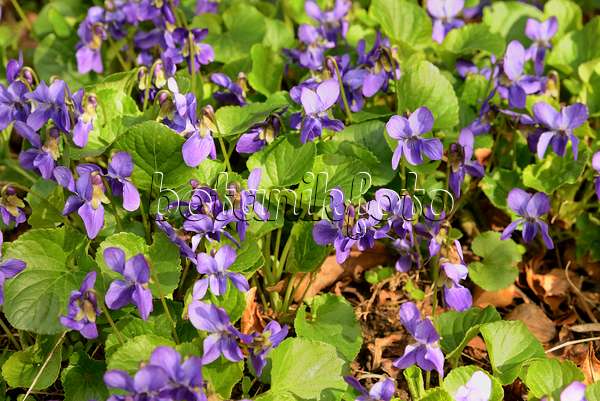 554033 - Heath dog violet (Viola canina)