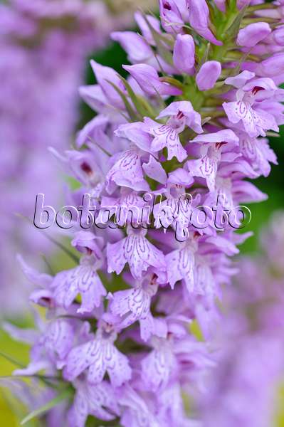 473117 - Heath spotted orchid (Dactylorhiza maculata)