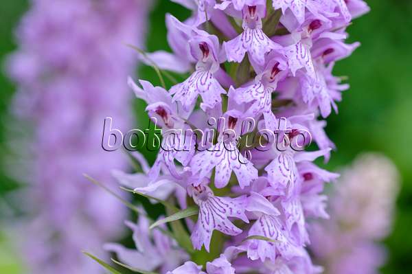 473118 - Heath spotted orchid (Dactylorhiza maculata)