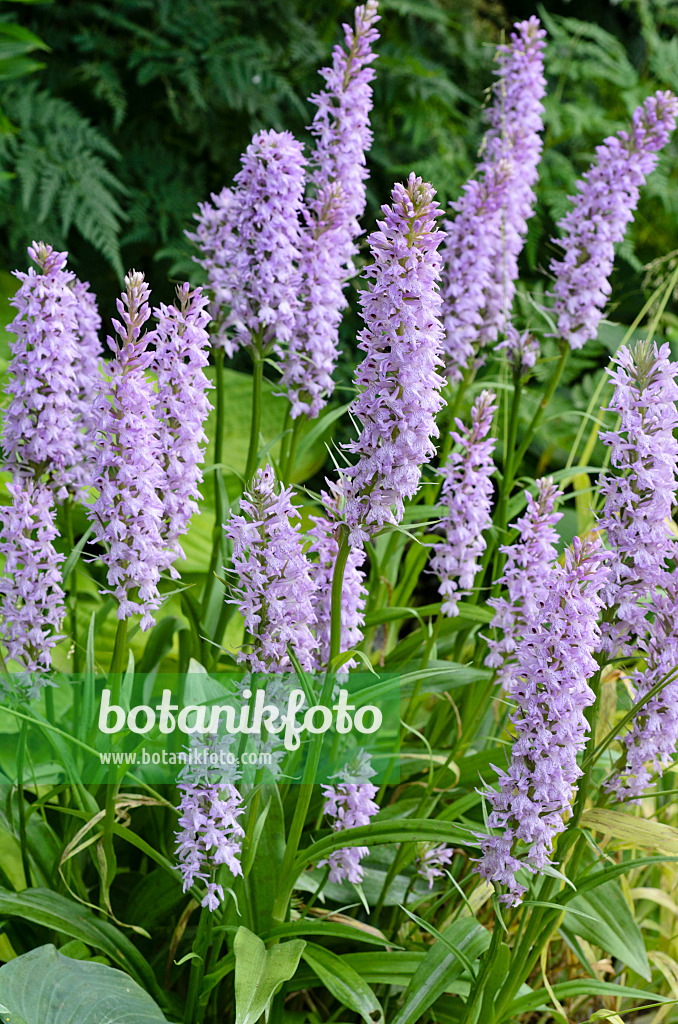 497171 - Heath spotted orchid (Dactylorhiza maculata)