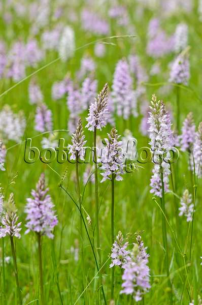 521187 - Heath spotted orchid (Dactylorhiza maculata)