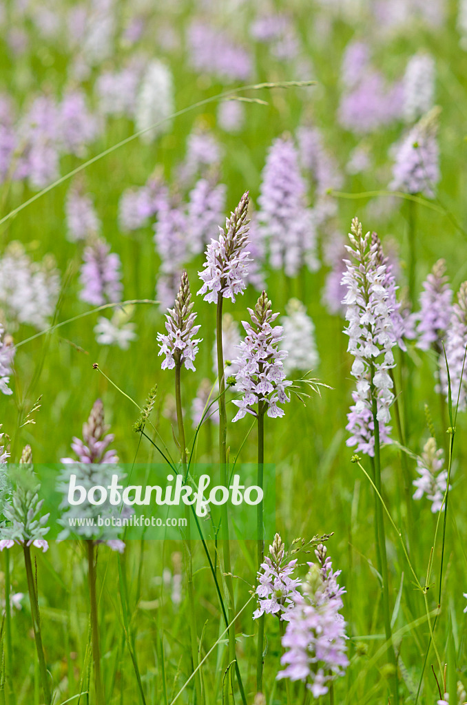 521187 - Heath spotted orchid (Dactylorhiza maculata)