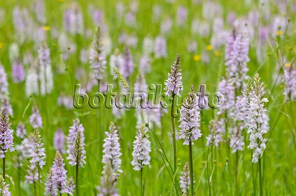 521188 - Heath spotted orchid (Dactylorhiza maculata)