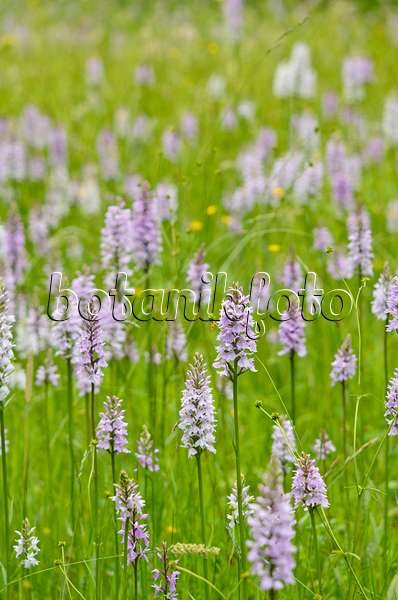 521189 - Heath spotted orchid (Dactylorhiza maculata)