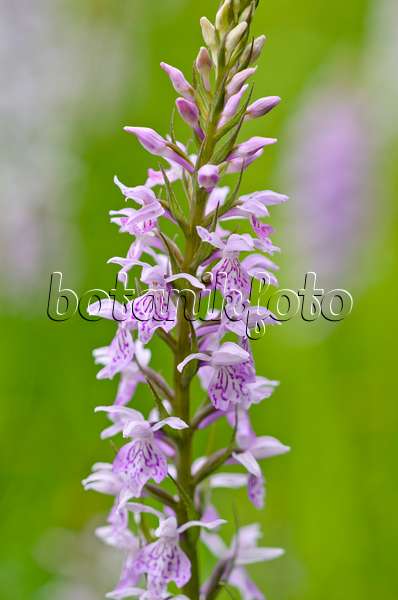 521190 - Heath spotted orchid (Dactylorhiza maculata)