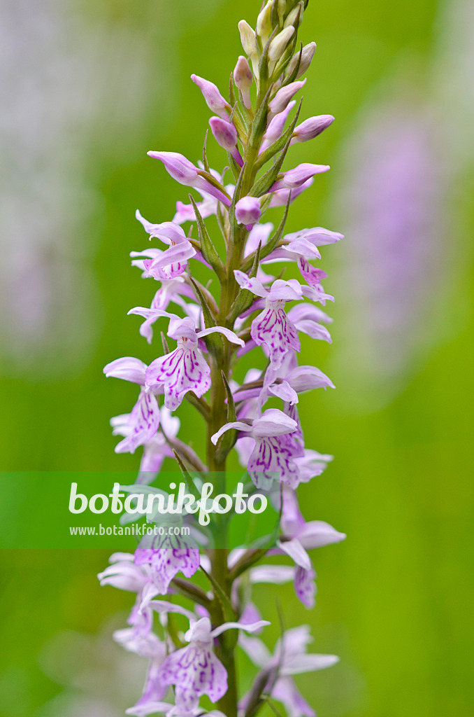 521190 - Heath spotted orchid (Dactylorhiza maculata)