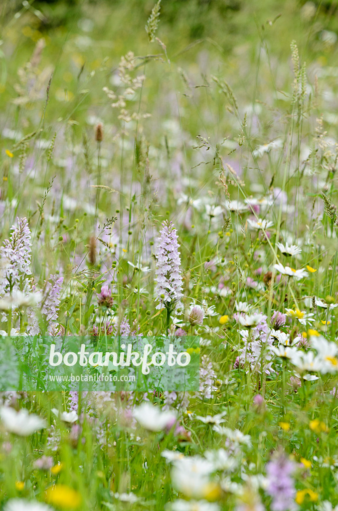 521198 - Heath spotted orchid (Dactylorhiza maculata)