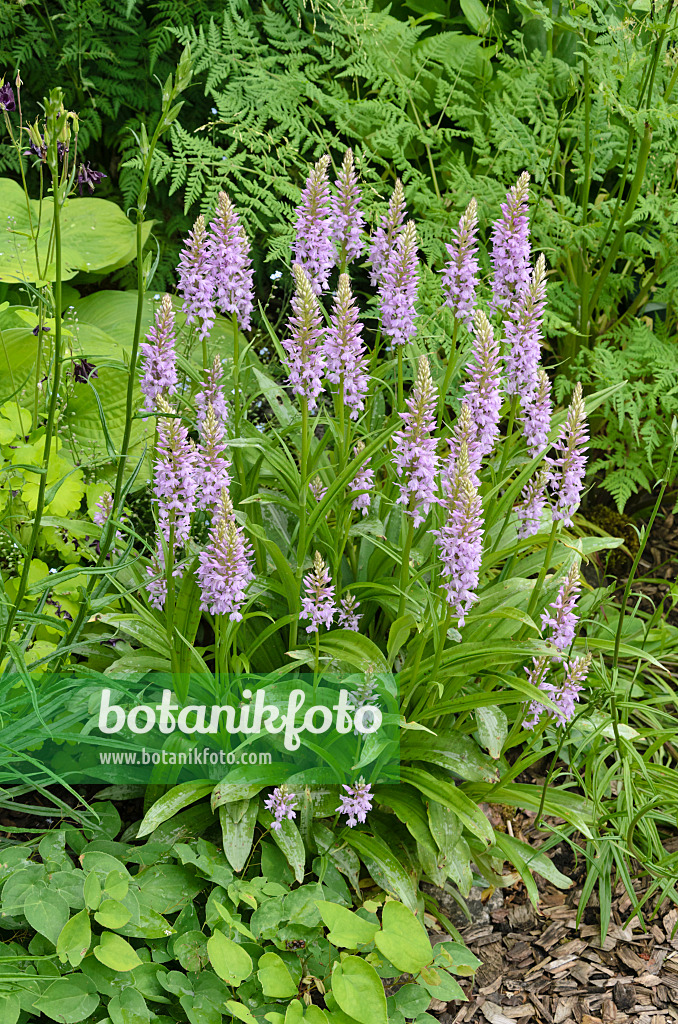 545133 - Heath spotted orchid (Dactylorhiza maculata)