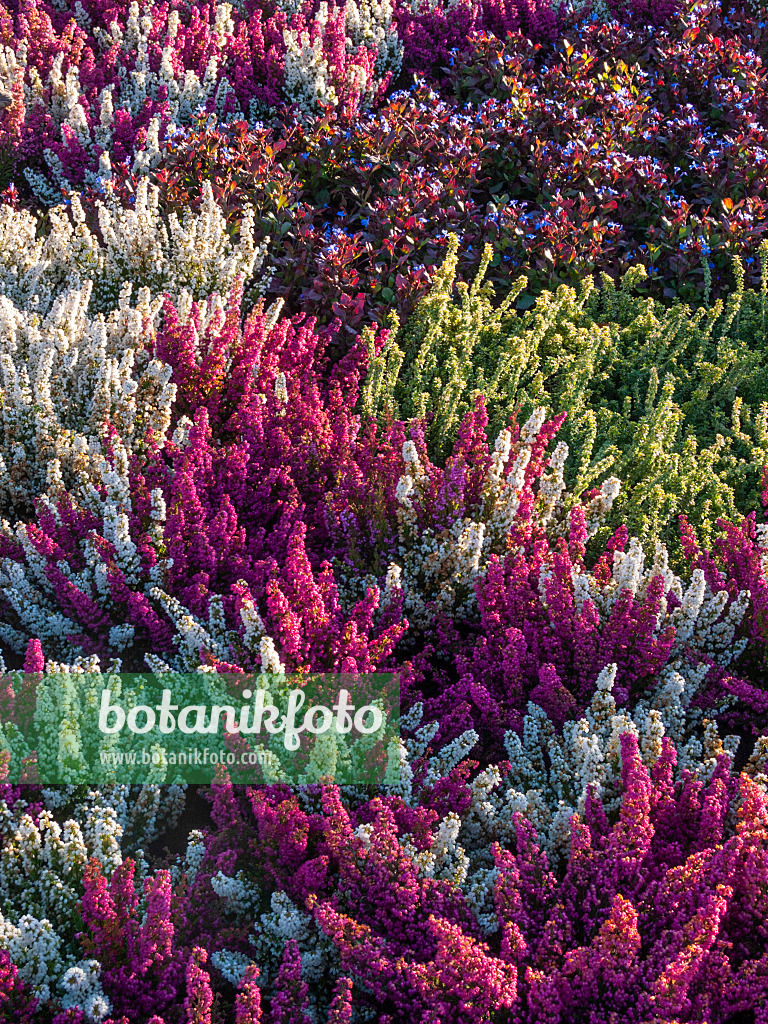 406027 - Heather (Erica gracilis) and thyme (Thymus)