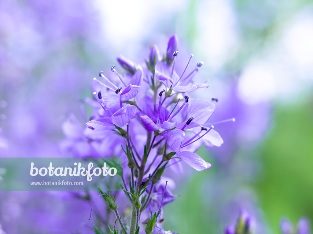 438210 - Heavenly blue speedwell (Veronica teucrium)