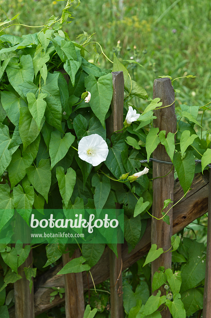 511259 - Hedge bindweed (Calystegia sepium syn. Convolvulus sepium)