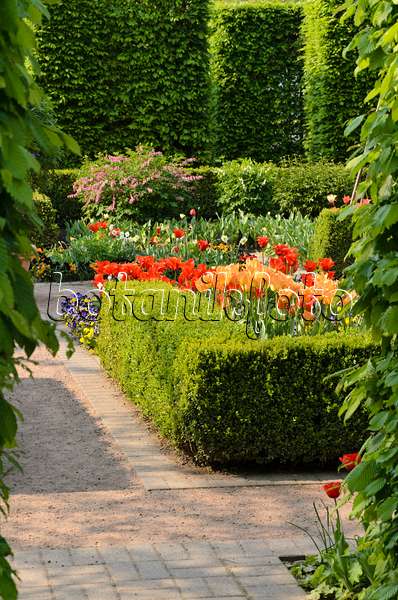 495362 - Hedge garden with tulips (Tulipa)