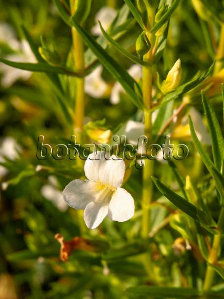 427177 - Hedge hyssop (Gratiola officinalis)