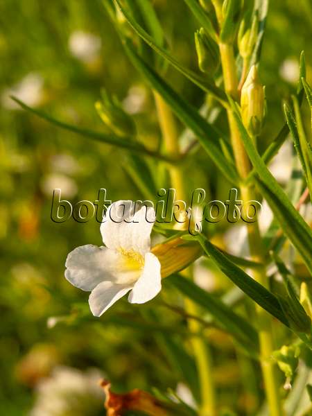 427178 - Hedge hyssop (Gratiola officinalis)