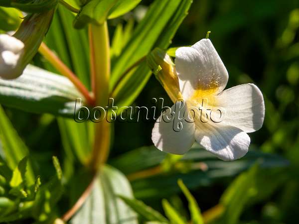 438215 - Hedge hyssop (Gratiola officinalis)