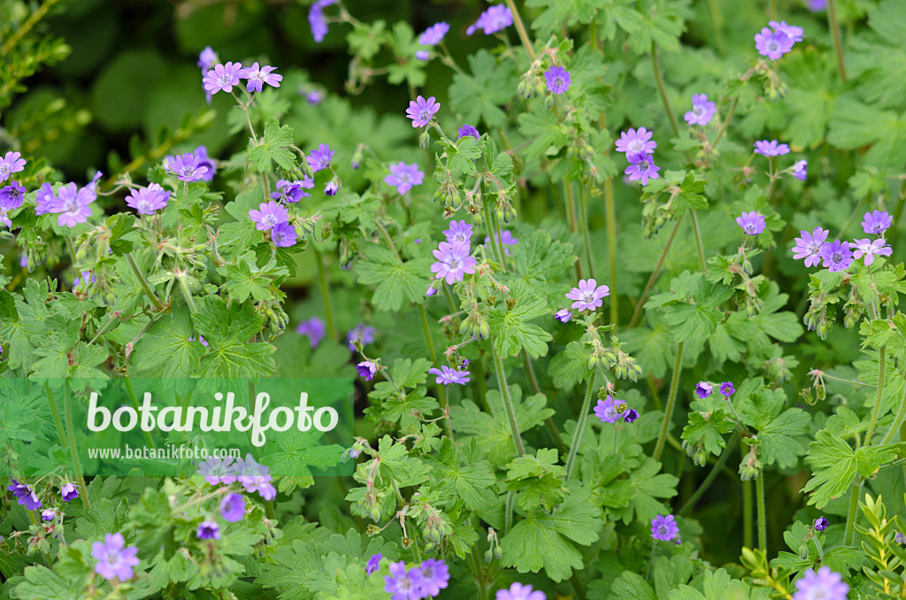 533401 - Hedgerow cranesbill (Geranium pyrenaicum 'Bill Wallis')