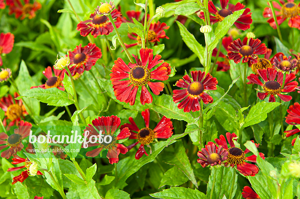 616404 - Hélénie (Helenium Dunkle Pracht)