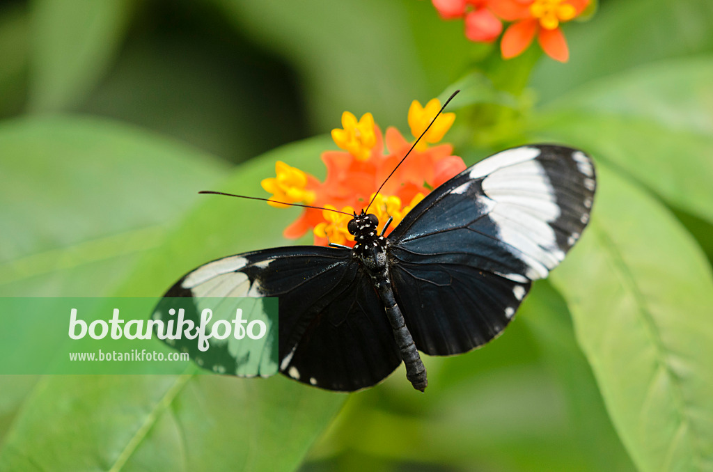 535057 - Heliconius sapho and scarlet milkweed (Asclepias curassavica)